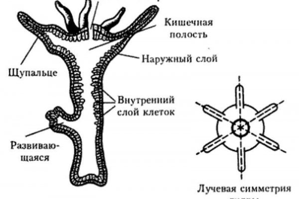 Кракен даркнет рабочая